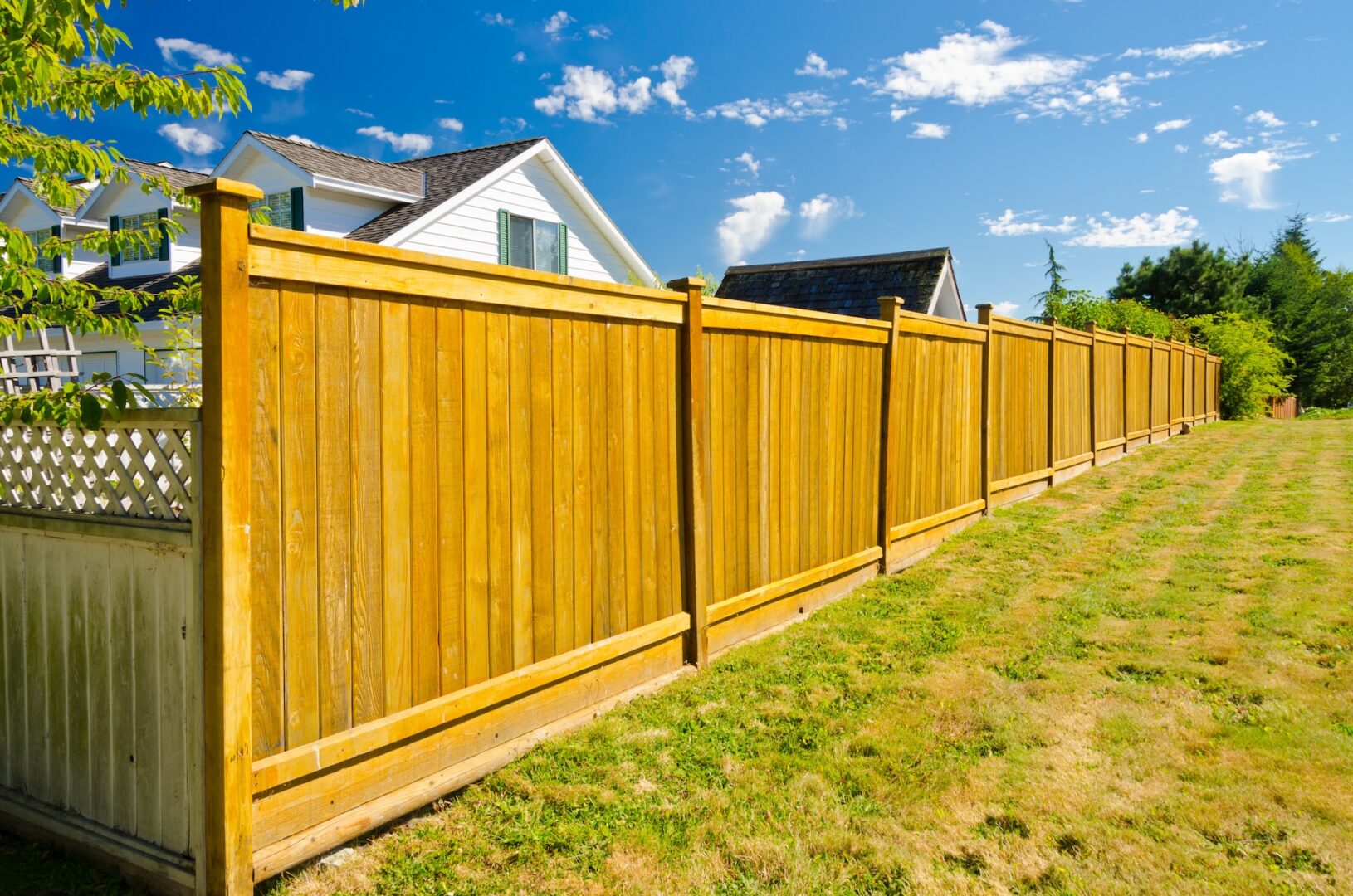 A tall wooden fence borders a grassy yard with a row of suburban houses visible in the background. The sky is clear and blue with a few white clouds, and the scene is brightly lit by sunlight.